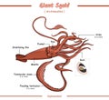 Anatomy of a giant squid vector illustration