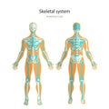 Anatomy guide of human skeleton. Anatomy didactic board of human bony system. Front and rear view.