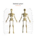 Anatomy guide of human skeleton with explanations. Anatomy didactic board of human bony system. Front and rear view.