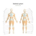 Anatomy guide. Male and female skeleton with explanations. Front view. Royalty Free Stock Photo