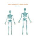 Anatomy guide. Male and female skeleton. Front view. Royalty Free Stock Photo