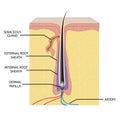 Anatomy of Hair