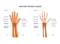 Anatomy of hand bones