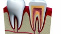 Anatomy of healthy teeth in details