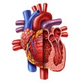 Anatomy Of Heart Royalty Free Stock Photo