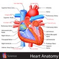 Anatomy of Heart Royalty Free Stock Photo