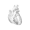 Anatomy heart, human organ illustration. Vintage tattoo. Vector art Royalty Free Stock Photo