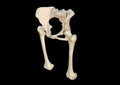 Anatomy of the hip. Human femur and pelvis, black background, 3d rendering M