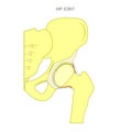 Anatomy_Hip joint inside without text
