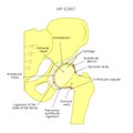 Anatomy_Hip joint inside