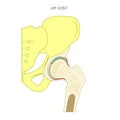 Anatomy_Hip joint without text