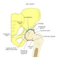Anatomy_Hip joint