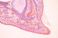 Histological Bone, Elastic cartilage human and Joint of human foetus under the microscope for education.