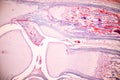 Histological Bone, Elastic cartilage human and Joint of human foetus under the microscope for education.