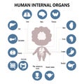 Anatomy human body. Infographics with visual scheme internal male organs, icons, names and locations. Vector