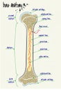 Anatomy human bone