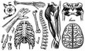 Anatomy of human bones and muscles. Organ systems. Body and Thorax or chest, ribs and pelvis, heart and brain, eye and Royalty Free Stock Photo