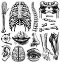 Anatomy of human bones and muscles set. Organ systems. Body and Thorax and pelvis, heart and brain, eye and spine Royalty Free Stock Photo