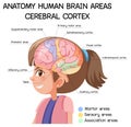 Anatomy human brain areas cerebral cortex with label