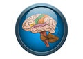 Anatomy of Human Brain Illustration Medical Button