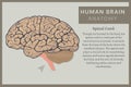 Anatomy of the Human Brain: Structure and Functions. Vector Illustration for Education. Study of Anatomy within the Fields of