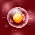 Anatomy of human cell. All organelles