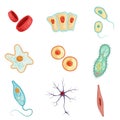 Anatomy of human cells set of detailed vector Illustrations