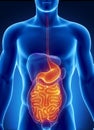 ANatomy of human digestive system Royalty Free Stock Photo