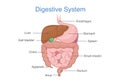 Anatomy of Human digestive system. Royalty Free Stock Photo