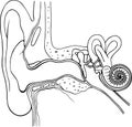 Anatomy of the Human Ear