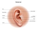 Anatomy of the human ear Royalty Free Stock Photo