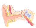 Anatomy of the human ear Royalty Free Stock Photo