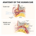 anatomy of the human ear, hearing system Royalty Free Stock Photo