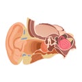 Anatomy of the human ear. The internal structure of the ears, the organ of hearing vector illustration. Royalty Free Stock Photo