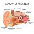 Anatomy of the human ear. The internal structure of the ears, the organ of hearing vector illustration. Royalty Free Stock Photo