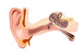 Anatomy of Human Ear. Outer ear, middle ear and inner ear. Medical vector illustration Royalty Free Stock Photo