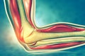 Anatomy of human elbow