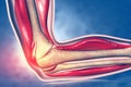 Anatomy of human elbow