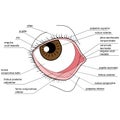 Anatomy of the human eye Royalty Free Stock Photo