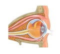 Anatomy of the human eye and visual apparatus Royalty Free Stock Photo