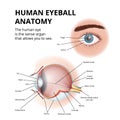 anatomy of the human eyeball, schematic medical diagram