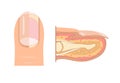 Anatomy of human finger nail. Medical diagram of the structure of the inside cross-section of the fingers. Vector infographic