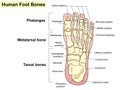 Anatomy. Human foot bones. Signatures and text. Royalty Free Stock Photo