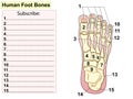 Anatomy. Human foot bones. Test, fill in the blank lines. Royalty Free Stock Photo