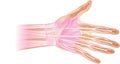 Anatomy of human hand and fingers bones. Royalty Free Stock Photo