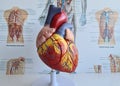 Anatomy of human heart and diseases of cardiovascular system