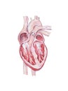 Anatomy of the Human Heart sketch isolated Royalty Free Stock Photo