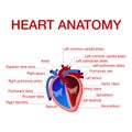 Anatomy of human heart with text captions pointing to different parts Royalty Free Stock Photo