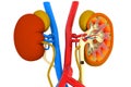 Anatomy of Human kidney Royalty Free Stock Photo