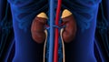 Anatomy of human kidney system